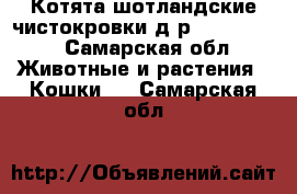 Котята шотландские чистокровки д.р.03.01.2017 - Самарская обл. Животные и растения » Кошки   . Самарская обл.